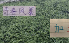 海港的李新翔！云南玉昆的布尼亚明 也是在第20轮兑现年轻人天赋