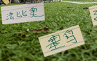塞鸟因伤退出本期集训 间歇期后一批伤员能康复上场吗